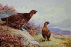 A Cock and Hen Pheasant at the Edge of a Wood-Archibald Thorburn-Giclee Print