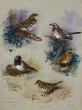 Partridges Amongst Stubble, 1900 watercolor-Archibald Thorburn-Giclee Print