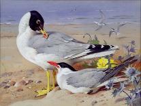 Black Headed Gulls-Archibald Thornburn-Framed Stretched Canvas