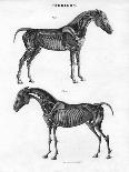 Anatomy of a Horse, 19th Century-Archibald Webb-Giclee Print