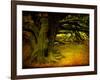 Archibald-Cristina Carra Caso-Framed Photographic Print