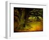 Archibald-Cristina Carra Caso-Framed Premium Photographic Print