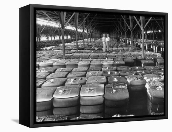 Archie Underwood and Another Man Standing on Top of Great Bales of Cotton in One of His Warehouses-Alfred Eisenstaedt-Framed Stretched Canvas