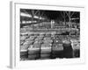 Archie Underwood and Another Man Standing on Top of Great Bales of Cotton in One of His Warehouses-Alfred Eisenstaedt-Framed Photographic Print