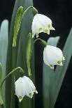 Leucojum Vernum Flowers-Archie Young-Framed Photographic Print