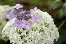 Mixed Hydrangea Flowers-Archie Young-Framed Photographic Print