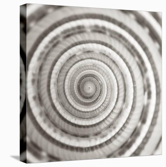 Architect Shell - Focus-Ben Wood-Stretched Canvas