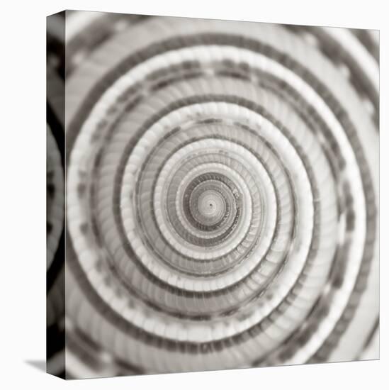 Architect Shell - Focus-Ben Wood-Stretched Canvas