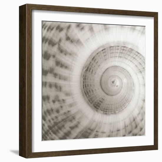 Architect Shell - Study-Ben Wood-Framed Giclee Print