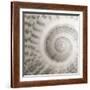 Architect Shell - Study-Ben Wood-Framed Giclee Print