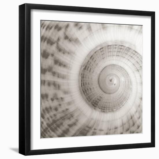 Architect Shell - Study-Ben Wood-Framed Giclee Print