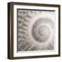 Architect Shell - Study-Ben Wood-Framed Giclee Print