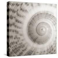 Architect Shell - Study-Ben Wood-Stretched Canvas