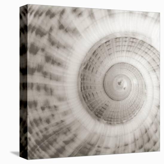 Architect Shell - Study-Ben Wood-Stretched Canvas