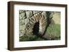Architectural Detail of a Culvert Exit Approximately 30 Cm High-James Emmerson-Framed Photographic Print