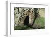 Architectural Detail of a Culvert Exit Approximately 30 Cm High-James Emmerson-Framed Photographic Print