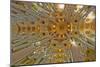 Architectural detail of Sagrada Familia ceiling, Barcelona, Catalonia, Spain-null-Mounted Photographic Print