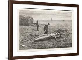 Architeuthis Princeps Stranded on a Newfoundland Beach-null-Framed Art Print