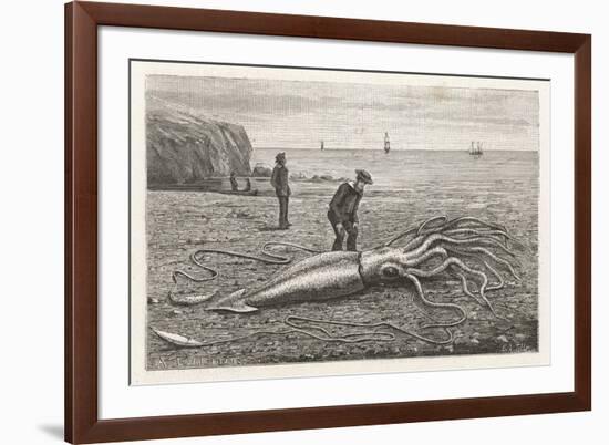 Architeuthis Princeps Stranded on a Newfoundland Beach-null-Framed Art Print