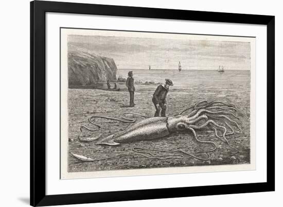 Architeuthis Princeps Stranded on a Newfoundland Beach-null-Framed Art Print