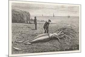 Architeuthis Princeps Stranded on a Newfoundland Beach-null-Mounted Art Print