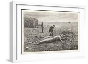 Architeuthis Princeps Stranded on a Newfoundland Beach-null-Framed Art Print