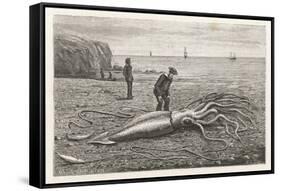 Architeuthis Princeps Stranded on a Newfoundland Beach-null-Framed Stretched Canvas