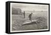 Architeuthis Princeps Stranded on a Newfoundland Beach-null-Framed Stretched Canvas