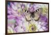 Archon apolinus butterfly on pinkish white Dahlia-Darrell Gulin-Framed Photographic Print