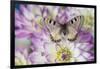 Archon apolinus butterfly on pinkish white Dahlia-Darrell Gulin-Framed Photographic Print