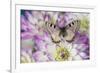 Archon apolinus butterfly on pinkish white Dahlia-Darrell Gulin-Framed Photographic Print