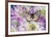 Archon apolinus butterfly on pinkish white Dahlia-Darrell Gulin-Framed Photographic Print