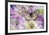 Archon apolinus butterfly on pinkish white Dahlia-Darrell Gulin-Framed Photographic Print