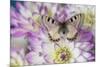 Archon apolinus butterfly on pinkish white Dahlia-Darrell Gulin-Mounted Photographic Print