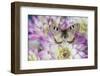 Archon apolinus butterfly on pinkish white Dahlia-Darrell Gulin-Framed Photographic Print