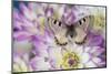 Archon apolinus butterfly on pinkish white Dahlia-Darrell Gulin-Mounted Photographic Print