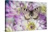 Archon apolinus butterfly on pinkish white Dahlia-Darrell Gulin-Stretched Canvas