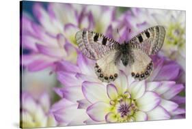 Archon apolinus butterfly on pinkish white Dahlia-Darrell Gulin-Stretched Canvas