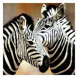 Zebra Close-up-Arcobaleno-Stretched Canvas