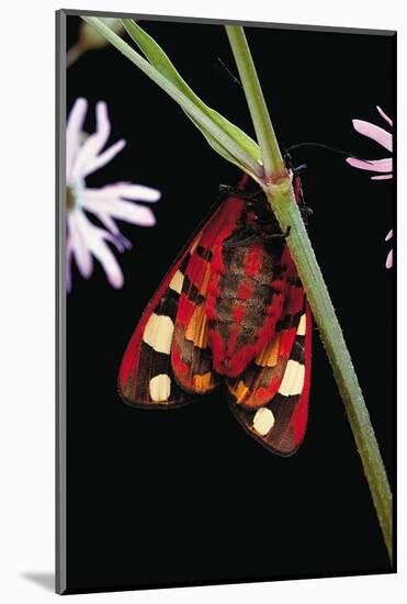 Arctia Villica (Cream-Spot Tiger)-Paul Starosta-Mounted Photographic Print