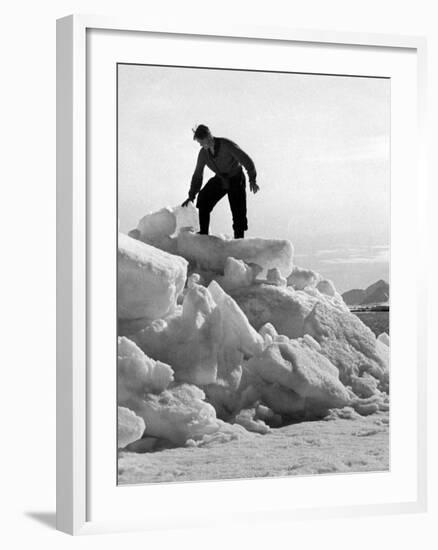 Arctic Bear Hunter-null-Framed Photographic Print