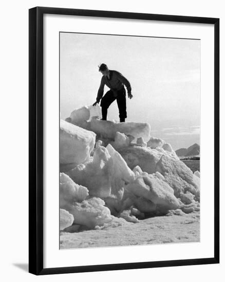 Arctic Bear Hunter-null-Framed Photographic Print