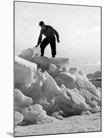 Arctic Bear Hunter-null-Mounted Photographic Print