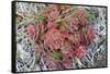 Arctic cactus, Wrangel Island in Chukchi Sea, Russian Far East-Keren Su-Framed Stretched Canvas