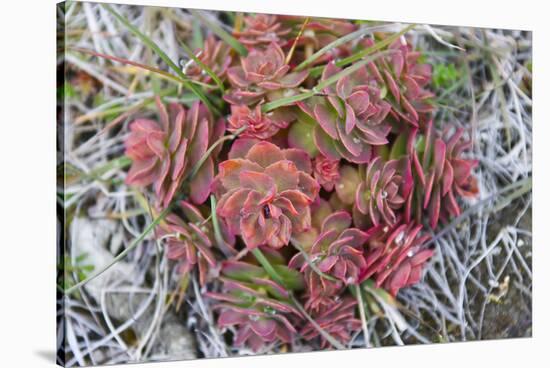 Arctic cactus, Wrangel Island in Chukchi Sea, Russian Far East-Keren Su-Stretched Canvas