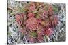 Arctic cactus, Wrangel Island in Chukchi Sea, Russian Far East-Keren Su-Stretched Canvas