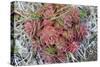 Arctic cactus, Wrangel Island in Chukchi Sea, Russian Far East-Keren Su-Stretched Canvas