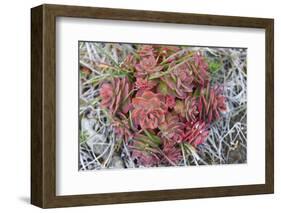 Arctic cactus, Wrangel Island in Chukchi Sea, Russian Far East-Keren Su-Framed Photographic Print