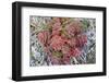 Arctic cactus, Wrangel Island in Chukchi Sea, Russian Far East-Keren Su-Framed Photographic Print