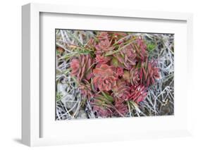 Arctic cactus, Wrangel Island in Chukchi Sea, Russian Far East-Keren Su-Framed Photographic Print